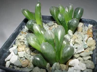 Haworthia cymbiformis x Haworthia obtusa.webp Haworthia cymbiformis x Haworthia obtusa.webp