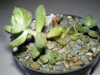 Sedum adolphii (Очиток Адольфа).webp Sedum adolphii (Очиток Адольфа).webp