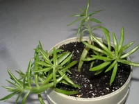 Sedum mexicanum (очиток мексиканский).webp Sedum mexicanum (очиток мексиканский).webp