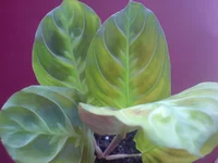 DSC01038.webp