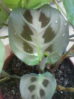 DSC01036.webp