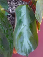 DSC01015.webp