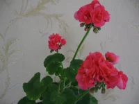  009.webp