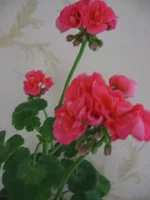  010.webp