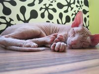 IMG_1461.JPG