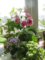 apr%20044.webp