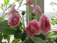 apr%20045.webp