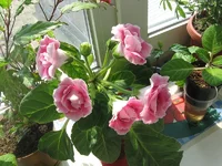 apr%20041.webp