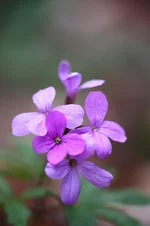 2011_04_25_6379.webp