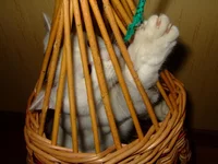 DSCF9215.webp