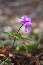 2011_04_25_6383.webp