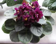 Rebels Flaming Star2.webp