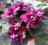 Rebels Flaming Star.webp