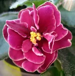 -Магия любви.webp