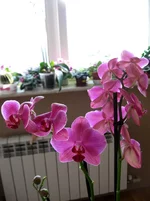 deep_pink.webp