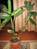 IMG_6401.webp