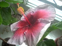 DSCN6303.JPG