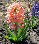 hyacynth_coral.webp