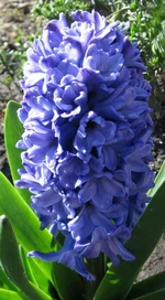 hyacynth_deep_blue.webp