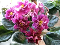 -Шахиня (шапочка).webp