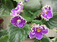 Emerald Lace_0346.webp