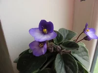 Melidi kimi_0342.webp