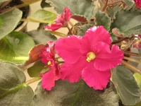 Rebel's faits_0360.webp