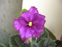 Royal Viking_0355.webp