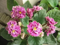 -Магия любви_0356.webp