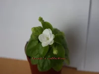 Christening Gown.webp