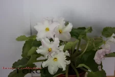 Golden Autumn-sport.webp