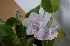 Louiziana Lullaby.webp