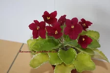 Mac's O'Scarlet O'Hara.webp