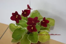 Mac's Rouge Rouge.webp