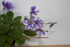 Pony Ride-обр..webp