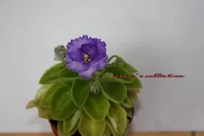 Rob's Ice Ripples.webp