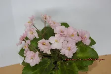 Rob's Sarsparilla.webp