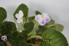 -Край небес.webp