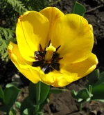 tulip_yellow.webp
