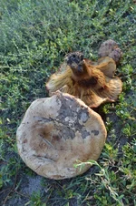 Oobi8yAUyI5YLPyfYPvH1d9iewd6F0dDtiIvn=w525-h789-no.jpg