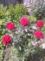 .webp
