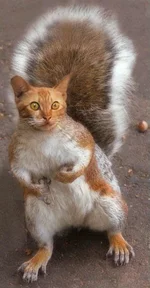 Morph 11.webp