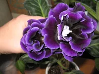 IMG_5847.webp IMG_5847.webp