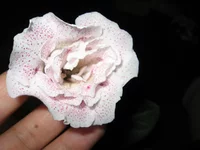 IMG_5786.webp IMG_5786.webp