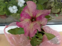 03052011317.webp