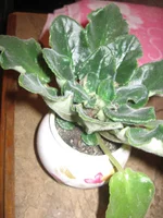 IMG_0428.webp