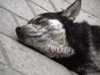 DSCF0774.webp