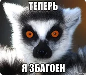 lemur_37031862_orig_.jpg
