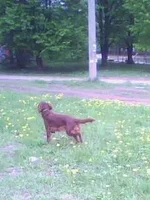 IMG0087A.webp