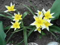 .webp